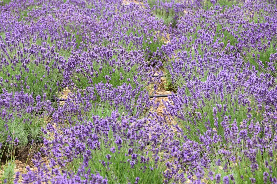 view up close of 'Cretian Feast' lavandula crops with flowers